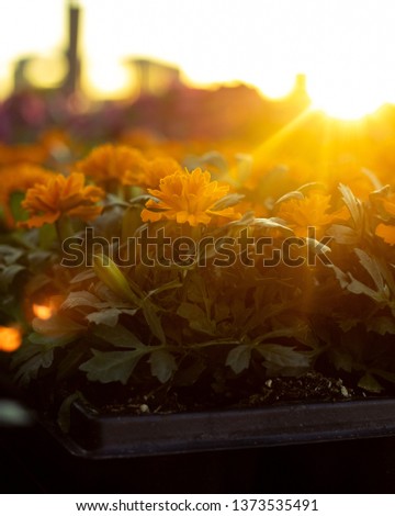 Orange Flowers in the sunset during golden hour