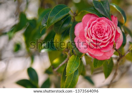large, red rose, one on a branch, there is a place for text or picture, a beautiful green background.