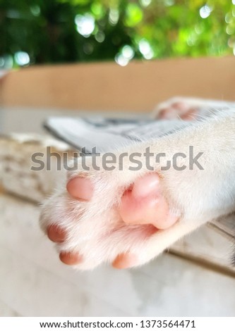Pink paws of cats