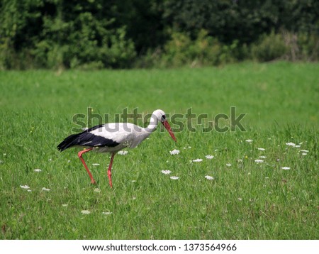 Rural scenery landscape with a stork. Apple garden at the background. Green meadow with white flowers. Village in Baltic countries. Daylight. Summer photography.