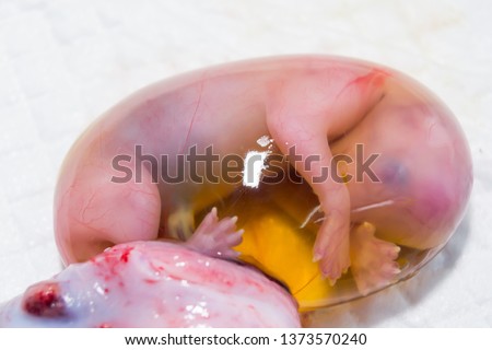 cat foetus in the amniotic sac close-up Royalty-Free Stock Photo #1373570240