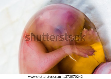 cat foetus in the amniotic sac close-up Royalty-Free Stock Photo #1373570243