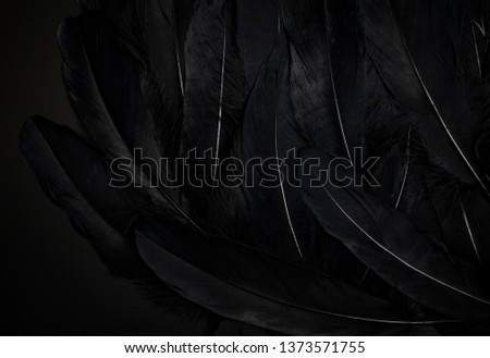 black feather texture background.