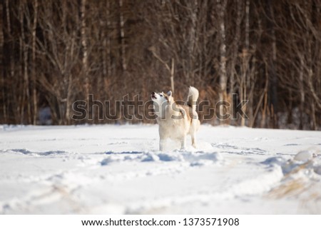 Portrait of Beautiful and free siberian husky dog standing and howling in the snow field in winter at sunset on forest background