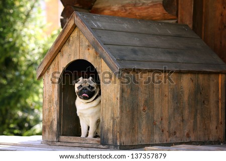 Funny pug dog in the dog house Royalty-Free Stock Photo #137357879