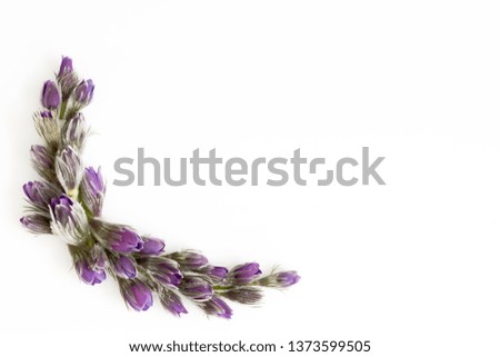 Flowers composition. Frame made of Anemone or Pulsatilla flowers on white background. Flat lay, top view, copy space