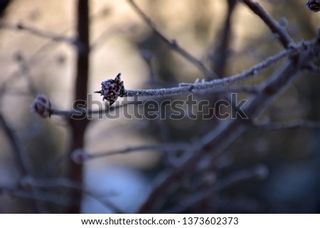 a frosted branch with a red blooming bud. Morning in thought in Poland. Orange sky in the Podkarpacie region
