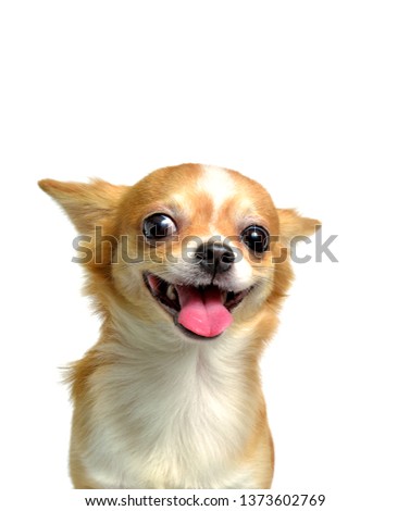 Chihuahua dog, a brown male, smiling on a white background