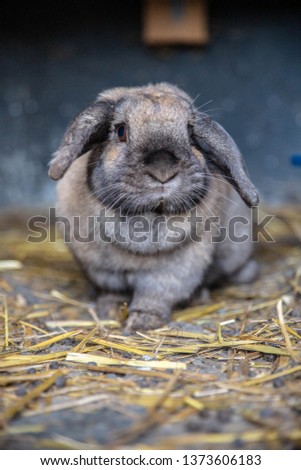 Rabbit in pen