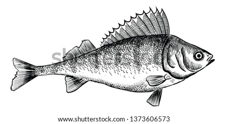 Ink sketch of perch (bass). Hand drawn illustration of river perch. Vector