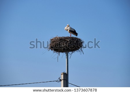 Stork in Stork's Nest.Lithuanian national bird.
