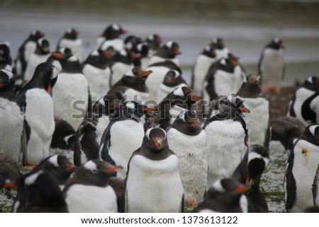 Gentoo penguins large group