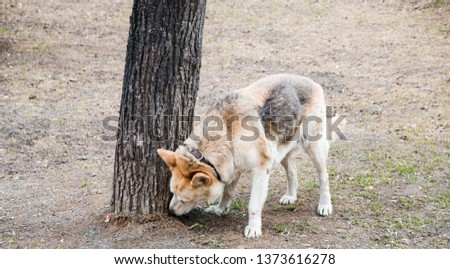 the dog sniffs the tree, walking pet.