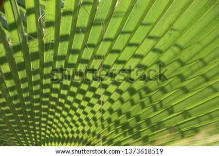 palm leaf, palm leaves texture in nature layer for background, natural background texture, basket weave looking

 Royalty-Free Stock Photo #1373618519