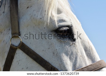The eye of a beautiful horse