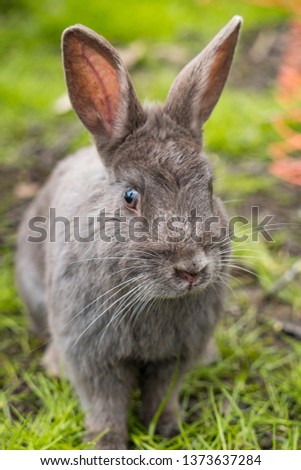 close up portrait of cute and curious  grey rabbit walking towards you on green grasses in the park staring at you.