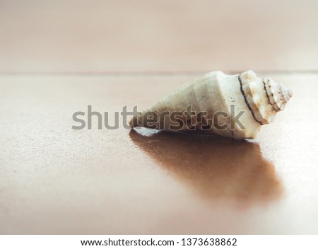 Sea snail over ceramic floor. Macro Photography Concept 