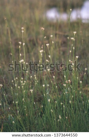 swamp vegetation close up with grass bents and foliage, bog in autumn - vintage retro film look