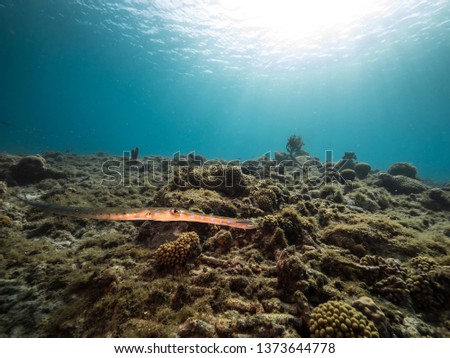 Seascape of coral reef in the Caribbean Sea around Curacao at dive site Playa Piskado with Cornetfish