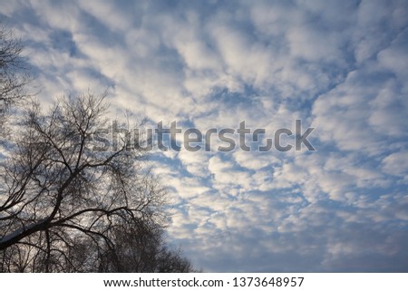 Dry trees without leaves against the sky with cirrus clouds at sunset.