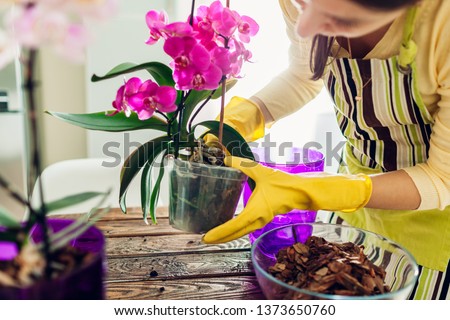 Woman transplanting orchid into another pot on kitchen. Housewife taking care of home plants and flowers Royalty-Free Stock Photo #1373650760