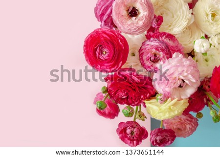 Delicate floral background of pink ranunculus on pink and  blue background flatlay. Romantic background for wedding invitations and greeting cards, place for text, copy space