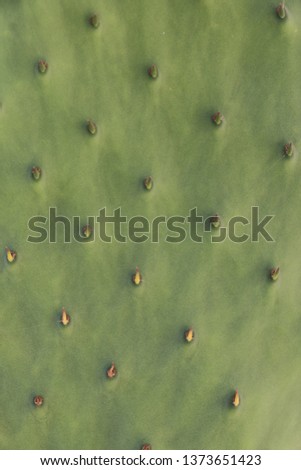 Cactus texture closeup - Image Royalty-Free Stock Photo #1373651423