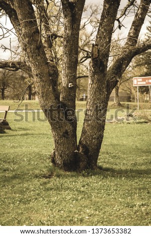 single isolated tree in green meadow field in summer. alone in nature - vintage retro look