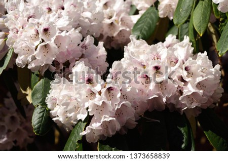 Rhododendron uvarifolium Yangtse Bend Royalty-Free Stock Photo #1373658839