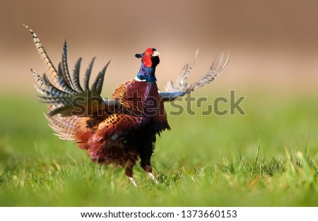 Ringneck Pheasant (Phasianus colchicus) Royalty-Free Stock Photo #1373660153