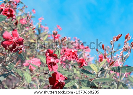 Patel colour of flowers blooming with beautiful colour of the blue sky also, the image make it for background concept