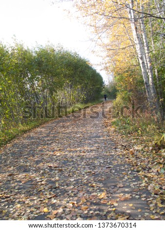 Natural path towards light of afternoon sun. Romantic mood, fall forest. Anchorage, Alaska