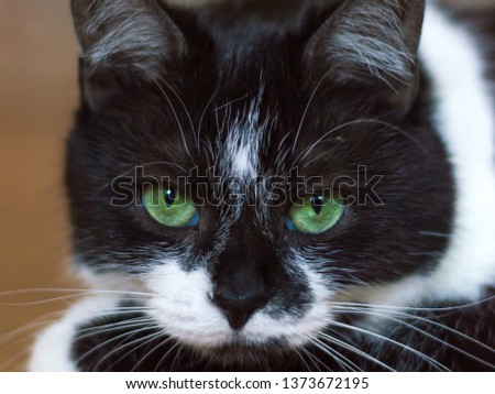 Portrait of a black and white cat looking straight to the camera with its green big eyes