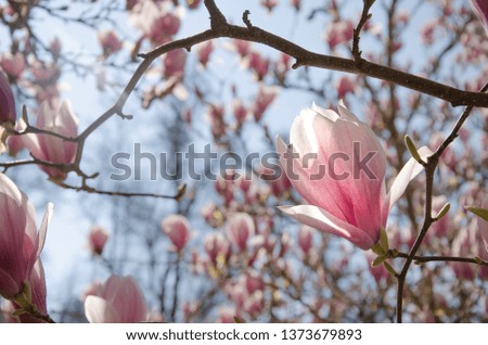 beautiful magnolia in spring