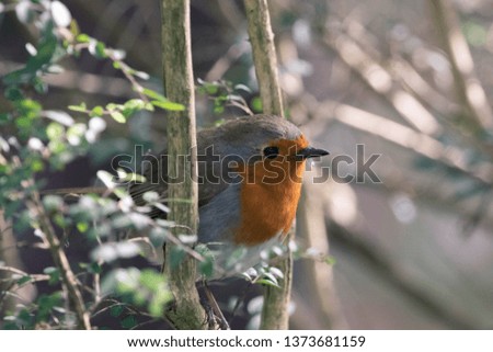 A Wild Robin