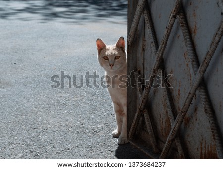 Cat and rusty door