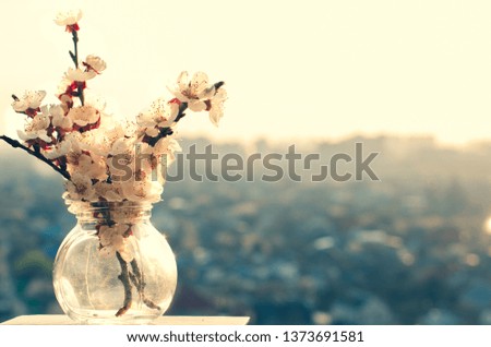 Beautiful cherry or apricot blossoms branch in a glass vase on the window against a blurred background of the city. Place for text. The vintage concept of spring or mom day.    