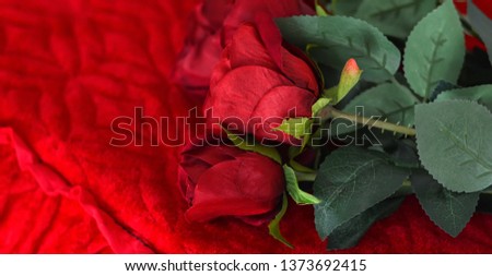 Rose red on a red background.