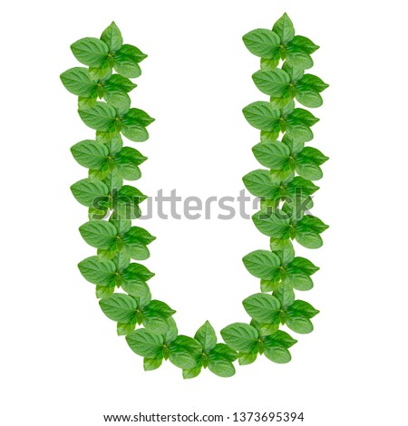 Letter U made from green leaves of persimmon, alphabet on isolated white background