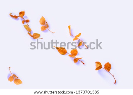 Natural background of bright and colorful autumn leaves. Indian summer.