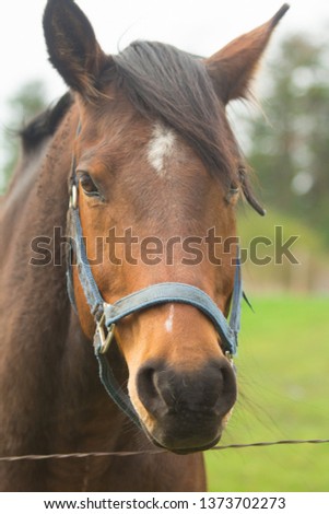 Horse Face Close Up Brown in Field