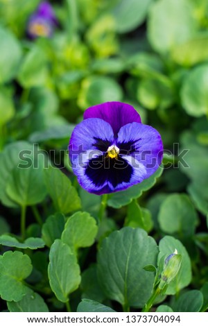 Pansy flower Grandessa Blue with Violet Wing (viola wittrotckiana) in a greenhouse