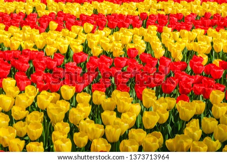 Rows of blooming brightly colored yellow and red tulips in bright sunlight in the spring.