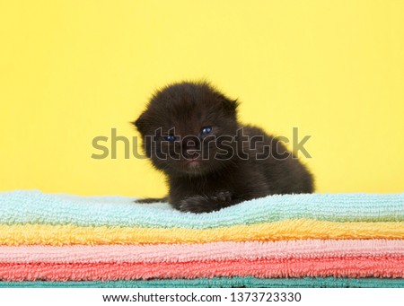 Adorable two week old kitten, eyes open, laying on stack of colorful blankets with yellow background. Looking directly at viewer. Royalty-Free Stock Photo #1373723330
