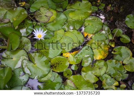Water lily in the botanical garden of Tenerife, Canary islands, Spain.