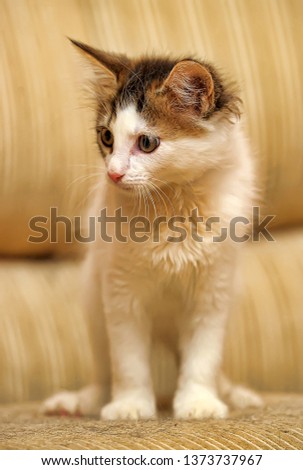 white with brown fluffy kitten