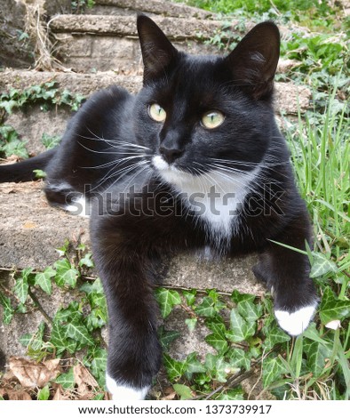 Black and white kitten enjoying outdoors.