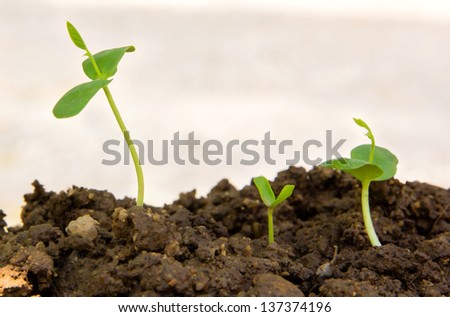 Green sprout growing from seed in organic soil
