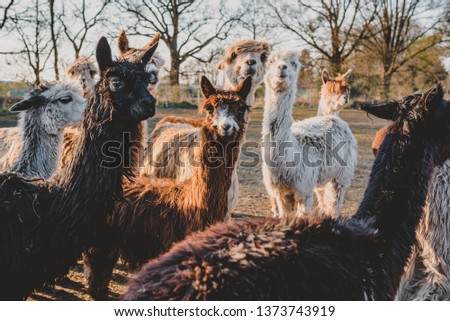Portrait small sweet brown baby young alpaca looking in the camera with a big herd crowd Vechtetal Alpakas