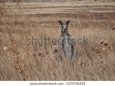 Large male Eastern Grey Kangaroo camouflaged by the  surrounding thistles and long dry grass 